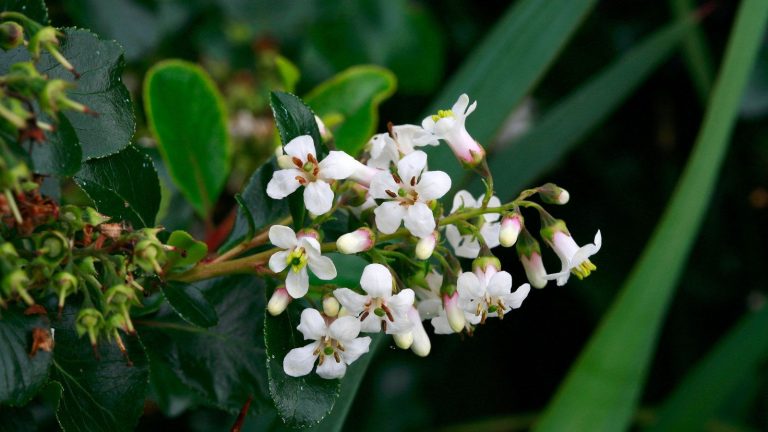 Les vents glacials peuvent être mortels pour Escallonia – Les experts révèlent les 3 meilleures tactiques pour hiverner vos arbustes et prévenir les dommages causés par le gel The white and pink flowers of an Escallonia Iveyi up close