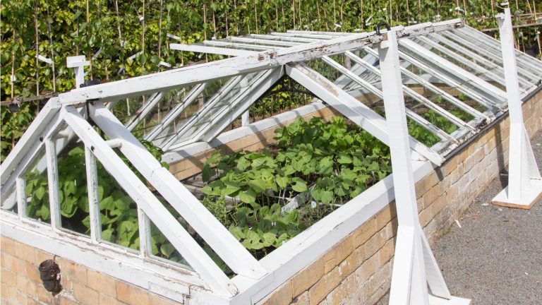 Il est maintenant temps d’installer un cadre froid – 5 types pour sauver vos plantes du gel et faire pousser vos plantes plus tôt Cold frame raised beds with plants growing inside