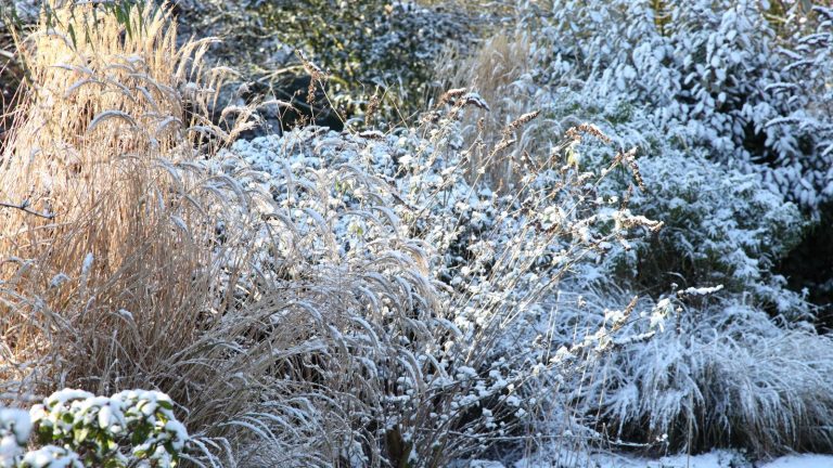 J’ai travaillé à l’extérieur toute l’année pendant une décennie – Voici ma sélection de 9 outils de jardinage d’hiver indispensables que vous utiliserez réellement et qui vous faciliteront la vie Grasses and shrubs in a garden bed covered with snow in the winter