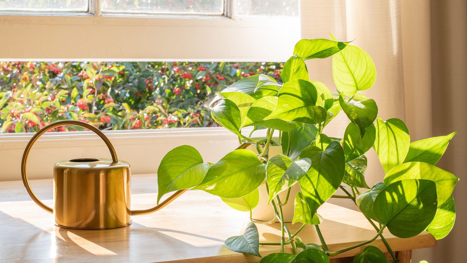 Que faire avec les pothos en juillet – 7 tâches simples pour des feuilles plus pleines, des vignes plus longues et une croissance plus saine Où placer un pothos pour un bon Feng Shui – et comment il peut stimuler l'énergie, l'harmonie et le bien-être à la maison