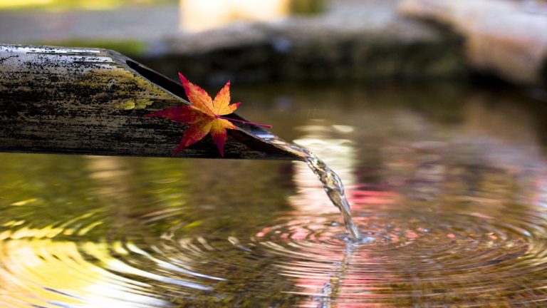 Il y a un simple secret derrière le calme du jardin japonais que vous pouvez maîtriser facilement – Découvrez 5 façons d’apporter de l’harmonie à votre jardin en 2026 Water spout, maple leaf