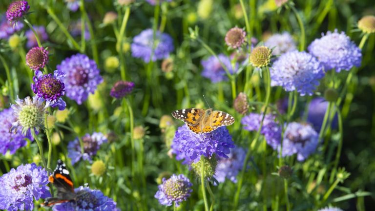 Oui, vous pouvez vraiment semer ces 7 fleurs en janvier pour une abondance de belles fleurs au printemps et en été Lilac scabious blooms with butterflies