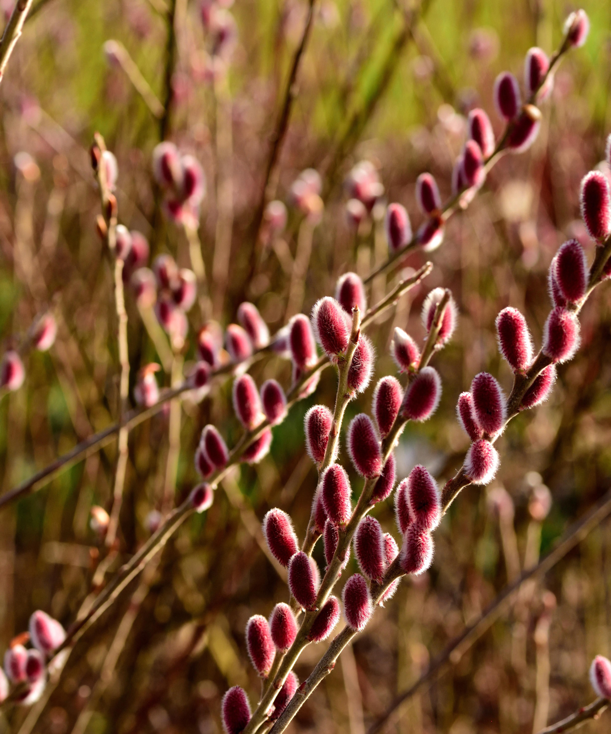 Salix Gracilistyla &lsquo;Mont Aso&rsquo;