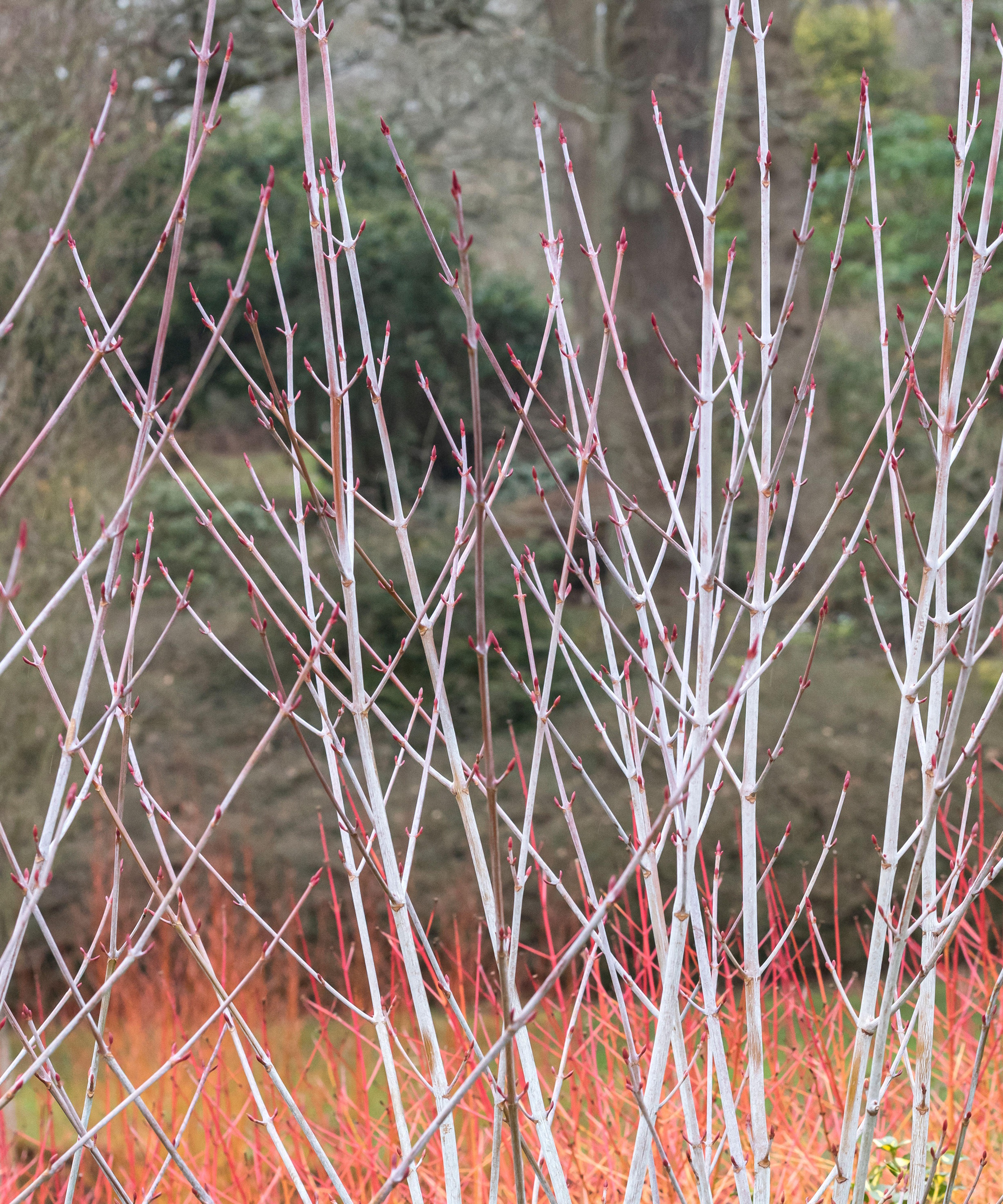 Acer tegmentosum 'Valley Phantom