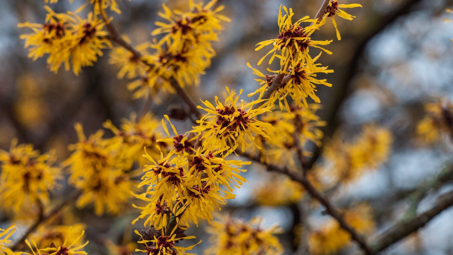 Oubliez les conifères standards : ces 8 arbustes et arbres moins connus à écorce apportent de la texture aux jardins d’hiver Small branches of the yellow flowering witch hazel against a blue sky