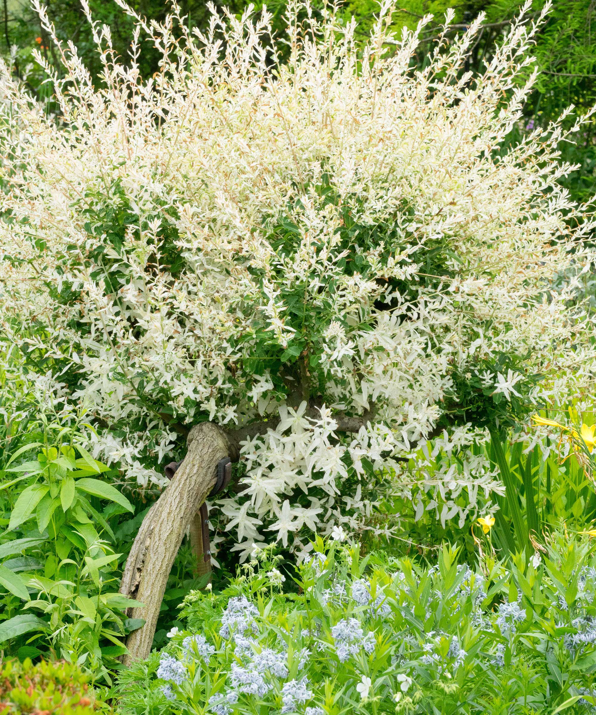 'Hakuro-Nishiki' Saule pommelé