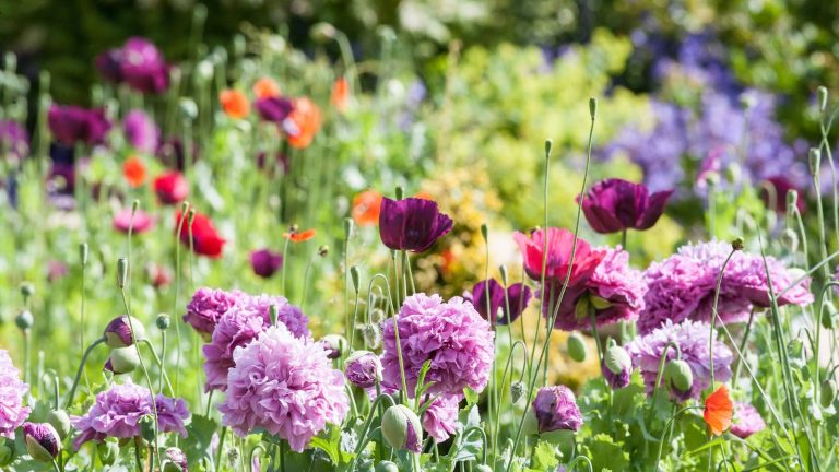 Nous avons demandé à 3 paysagistes comment ils préparent leurs jardins fin décembre – voici ce qu’ils font toujours pour un jardin sans stress en 2026 Early-spring tasks