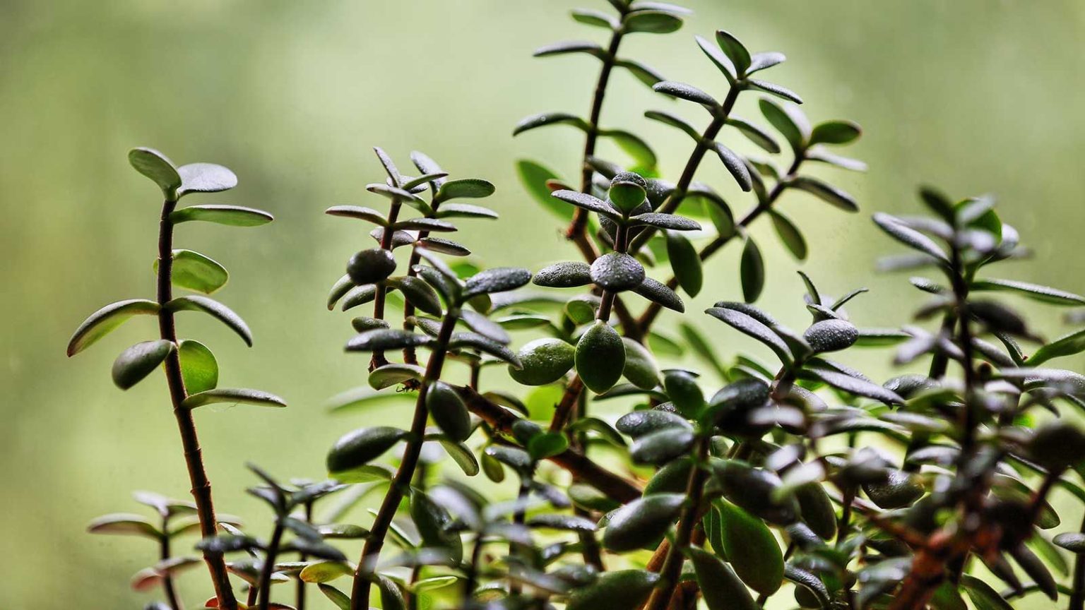 Les experts en Feng Shui révèlent les 6 meilleurs endroits pour installer une plante de jade dans votre maison, pour la vitalité, la longévité et la bonne fortune jade plant