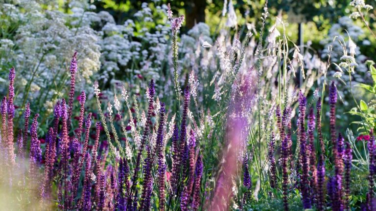 Janvier est le meilleur moment pour tester votre sol, déclare un expert en horticulture – et l’améliorer maintenant avant l’arrivée du printemps Purple and white flower border