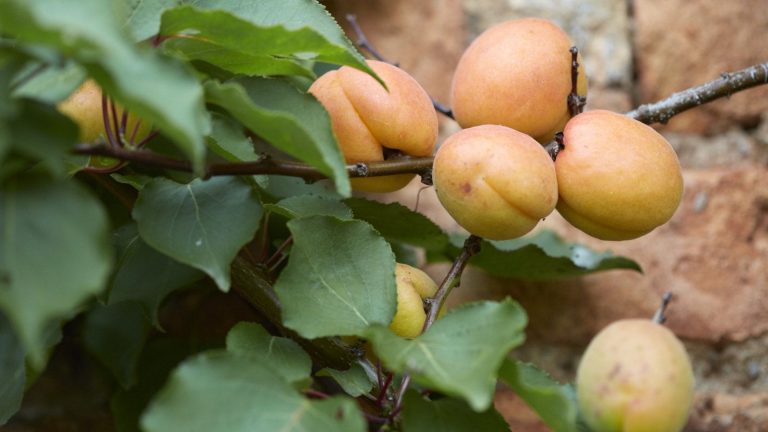 Ne taillez jamais ces arbres fruitiers en hiver, sinon vous mettrez leur avenir en danger – 7 espèces à éloigner des sécateurs en janvier A cluster of yellow apricots growing on a branch of a tree trained against a brick wall