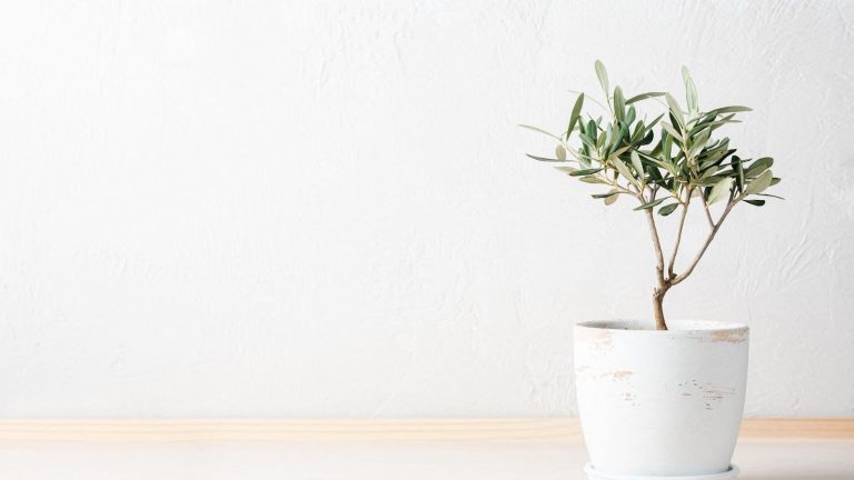 La réinitialisation du porche de janvier – Les designers partagent 4 idées de décoration naturelles et apaisantes pour faciliter la nouvelle année Olive tree in a white pot against a white wall