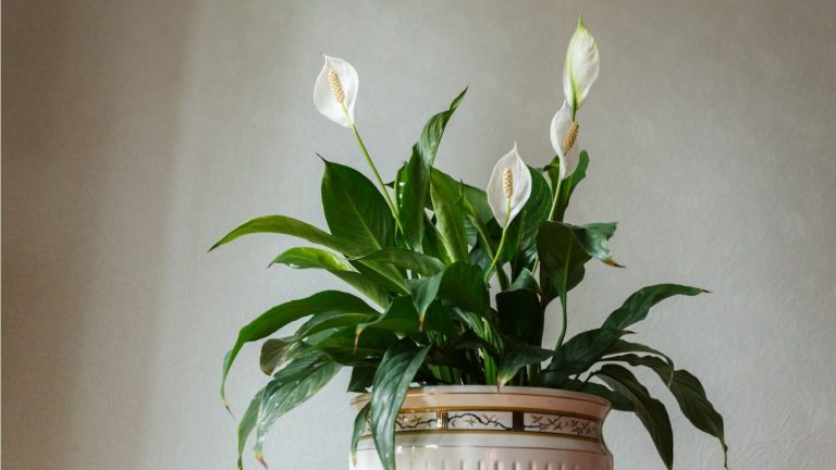 Les experts en Feng Shui révèlent où placer un lis de la paix dans votre maison pour améliorer l’énergie positive et l’équilibre en 2026 White peace lily