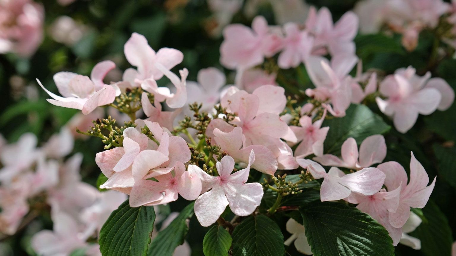 Si vous n’achetez qu’une seule nouvelle plante pour votre jardin cet hiver, faites-en une viorne – 16 variétés pour s’adapter aux parcelles de toutes formes et tailles Pink flowers of evergreen Viburnum plicatum ‘Kilimanjaro Sunrise’