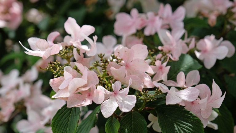 Si vous n’achetez qu’une seule nouvelle plante pour votre jardin cet hiver, faites-en une viorne – 16 variétés pour s’adapter aux parcelles de toutes formes et tailles Pink flowers of evergreen Viburnum plicatum ‘Kilimanjaro Sunrise’