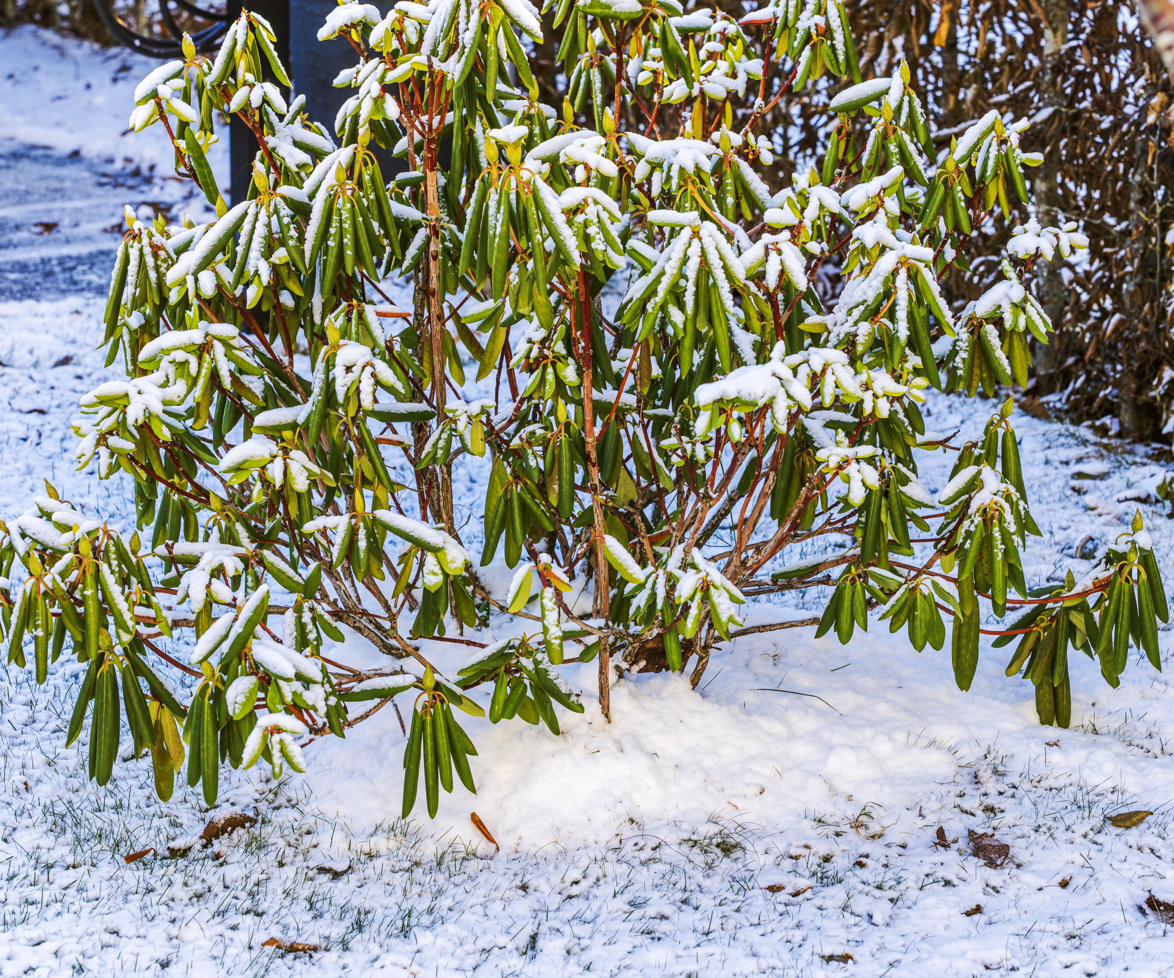 Un arbuste de rhododendron poussant dans un sol gelé recouvert d'une couche de neige