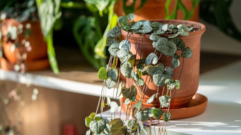 String of hearts in terracotta pot