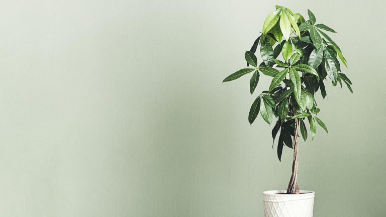 Money tree against green wall