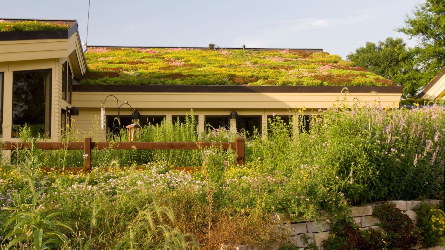 Green roof on a house with abundant wild planting in front