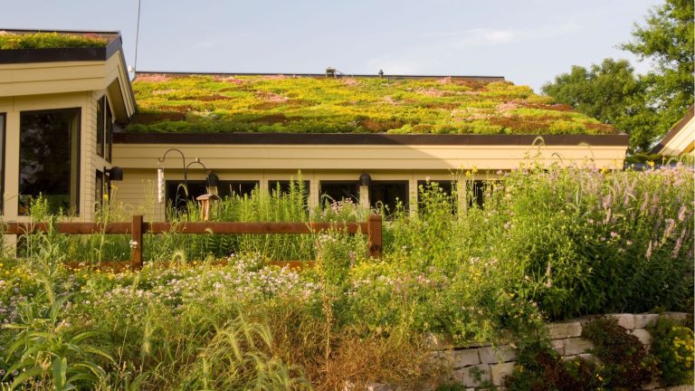 Green roof on a house with abundant wild planting in front
