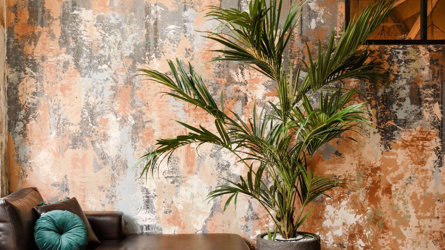 indoor plant Kentia palm against orange wall