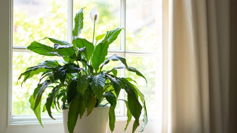 Si vous voulez un moyen naturel de purifier votre maison, procurez-vous un lis de la paix – les scientifiques disent que c’est l’une des meilleures plantes pour éliminer les toxines de l’air Peace lily in pot by window
