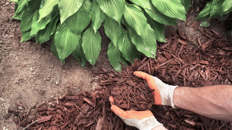 Peut-on pailler en janvier ? Un jardinier professionnel révèle quand cela fonctionne – et quand cela ne fonctionne pas A gloved gardener spreads bark mulch around hosta plants