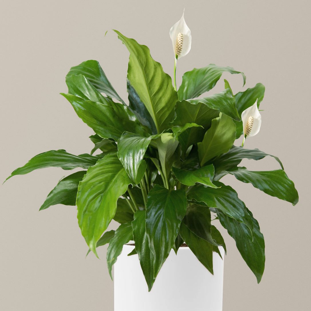 Peace Lily - Moyen (15
