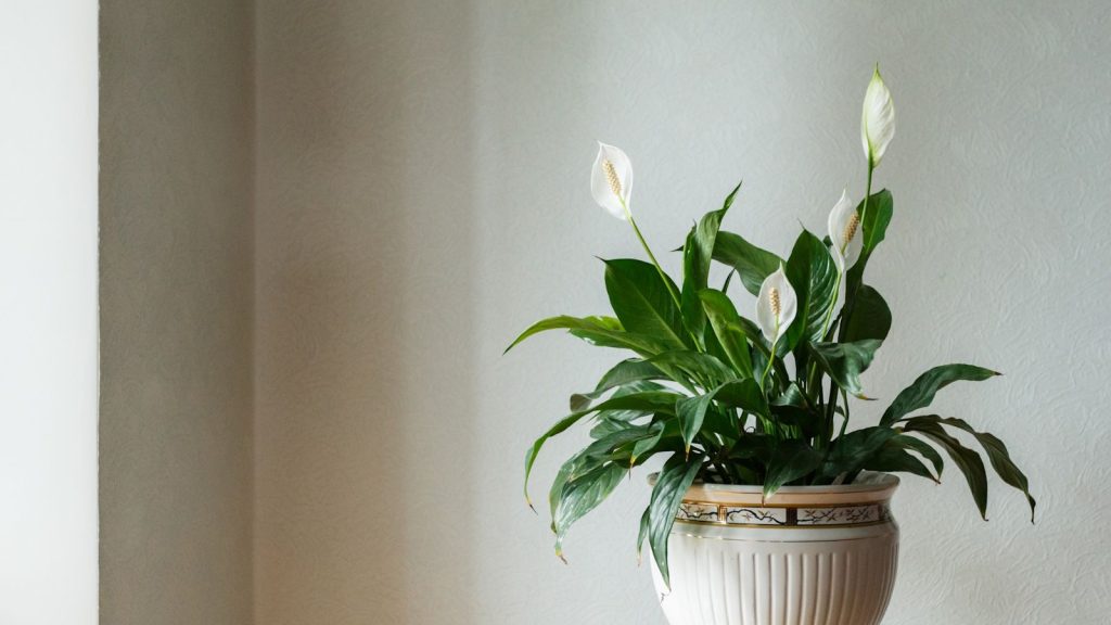 A peace lily plant in cream ceramic pot against beige wall
