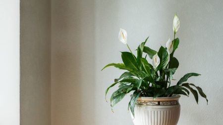 A peace lily plant in cream ceramic pot against beige wall