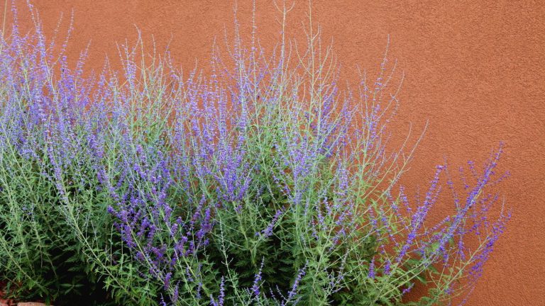 Comment faire pousser de la sauge russe en pot, pour une belle plante vivace parfumée que les pollinisateurs adorent A purple-flowering Russian sage plant growing against a red wall
