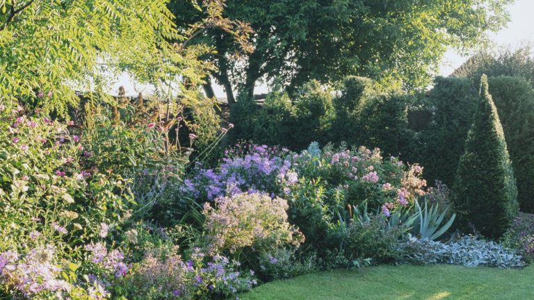 J’ai passé ma carrière à travailler dans des jardins célèbres – c’est la chose que les jardiniers professionnels ne sautent jamais en janvier A garden border full of flowering shrubs and perennials with a green hedge in the background at Walnut Cottage Garden