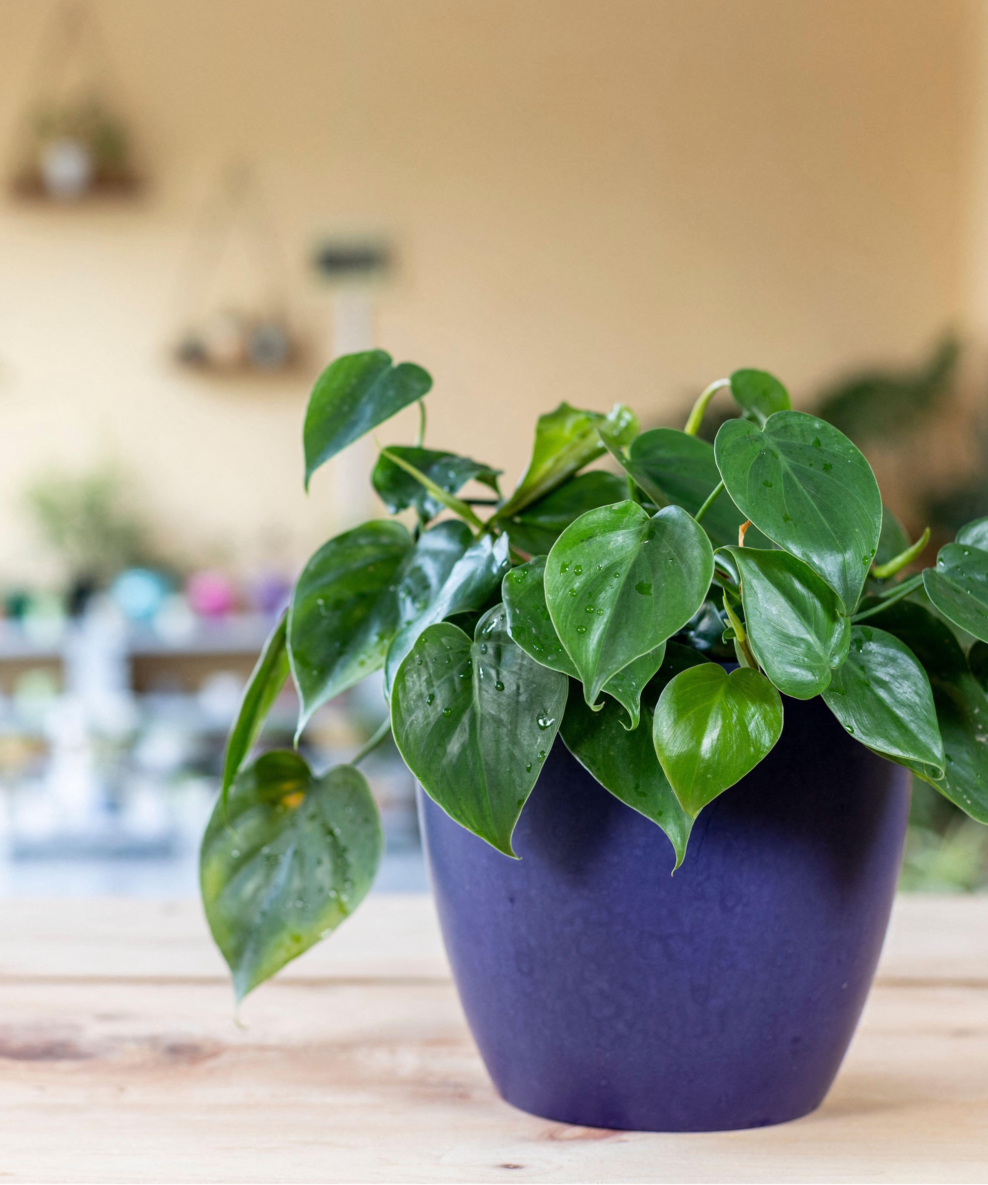 Philodendron à feuilles de cœur