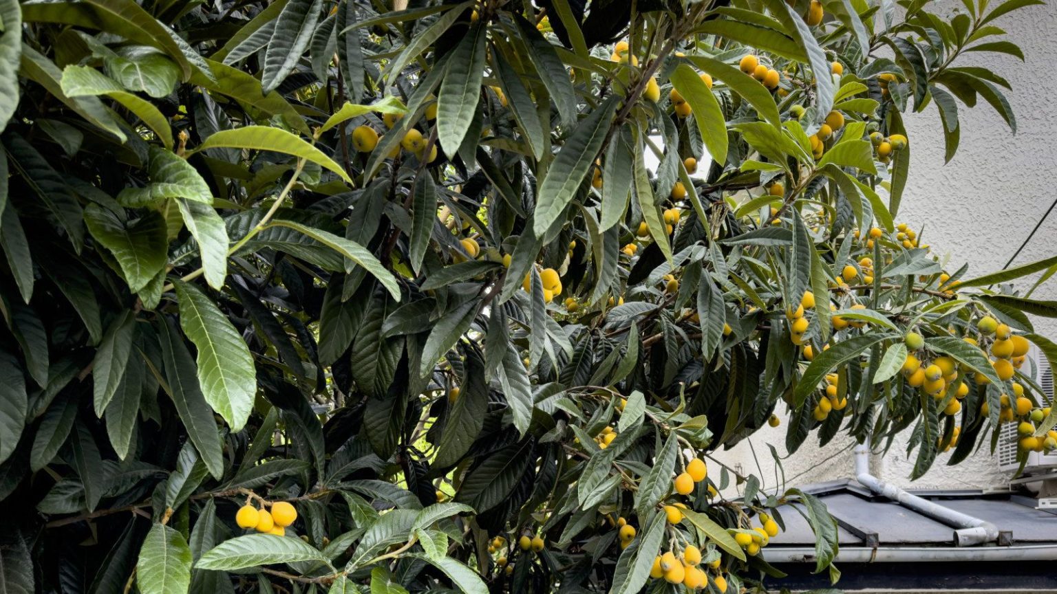 Les experts affirment que la « taille progressive » est le moyen le plus sûr de tailler un nèfle pour éviter de ruiner vos récoltes A loquat tree with large green leaves and branches of small, round, yellow fruits