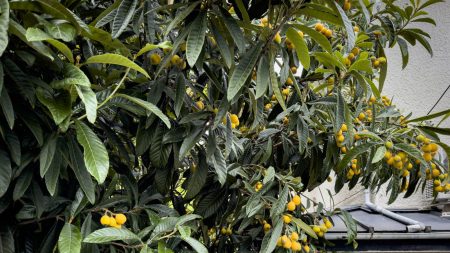 A loquat tree with large green leaves and branches of small, round, yellow fruits