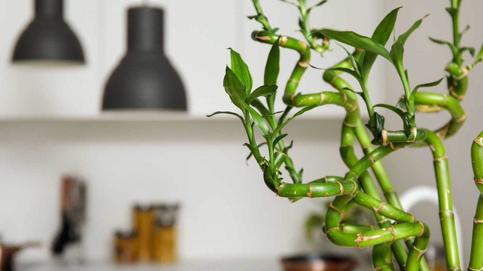 La plupart des gens placent le bambou porte-bonheur au mauvais endroit – Les experts en Feng Shui révèlent les meilleurs emplacements dans votre maison pour cette plante de bon augure lucky bamboo growing in kitchen