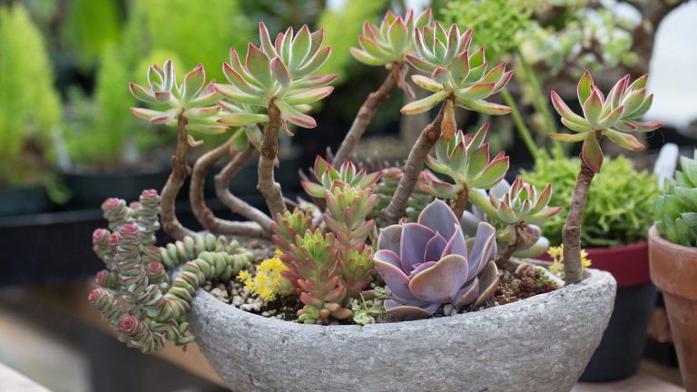 C’est officiel : les petites plantes succulentes sont sorties, les plantes succulentes sont de mise – 5 variétés surdimensionnées, panachées et faciles à cultiver pour 2026 Succulent bowl full of different types of succulents of all different colors