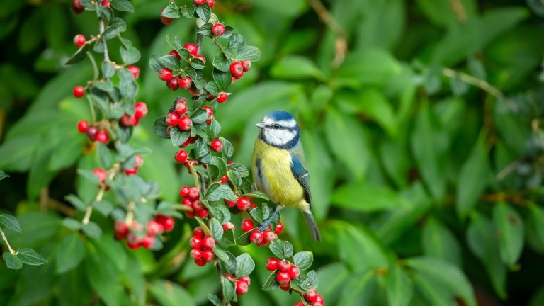 Le secret d’un cotoneaster sain avec de superbes baies est une bonne taille – voici comment les experts procèdent A blue tit sitting on the stem of a cotoneaster shrub that is covered in red berries in autumn