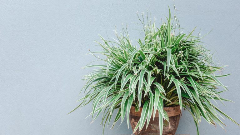 Saviez-vous que les plantes araignées peuvent fleurir ? 3 choses qui les aideront à fleurir ce printemps Spider plant (Chlorophytum Comosum Variegatum)