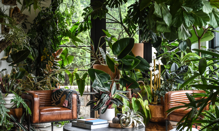 Carnets de jardin : En cultivant une jungle urbaine, Hilton Carter a découvert plus qu’un amour pour les plantes : il a découvert une meilleure version de lui-même An urban jungle living room with modern, brown leather armchairs and an abundance of large, tropical houseplants against a wide window