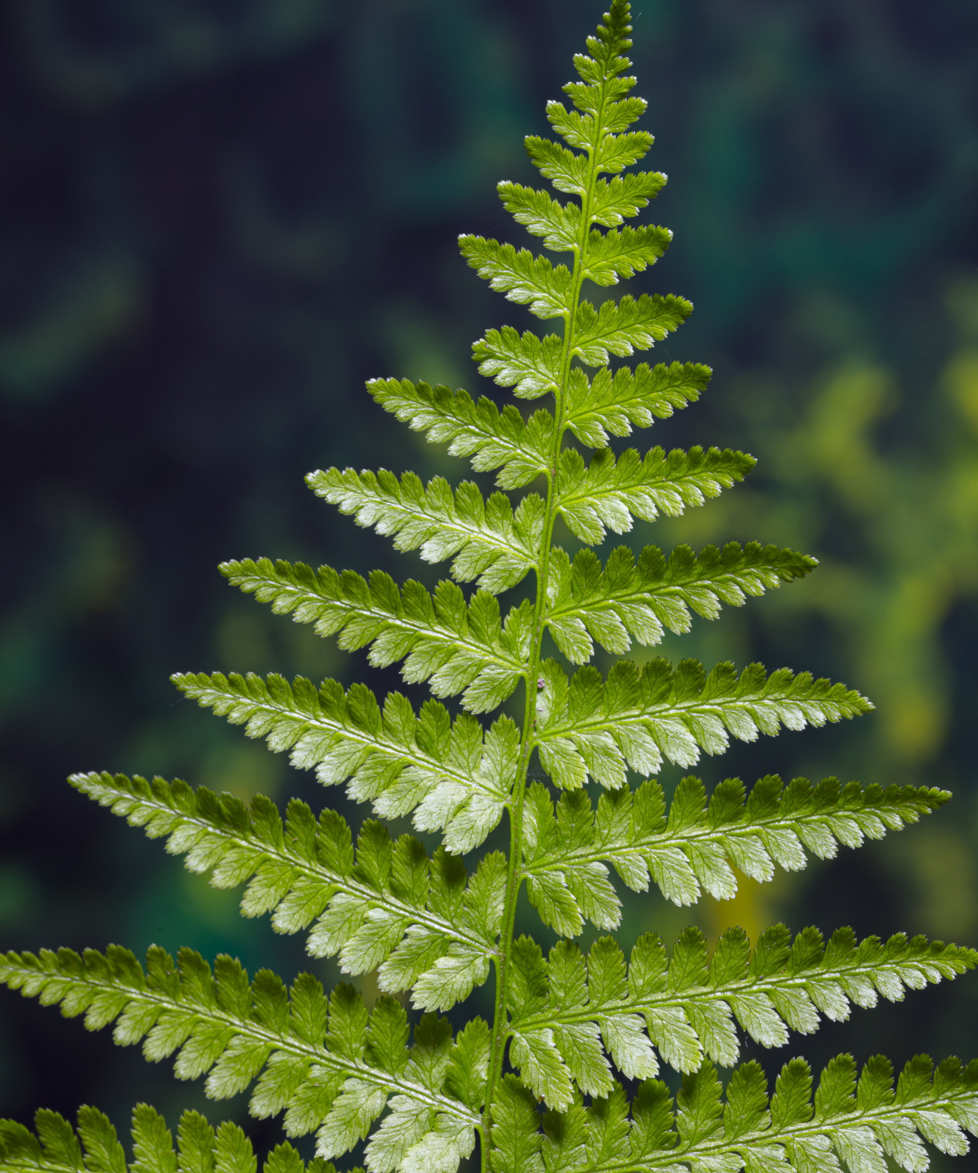Image en gros plan d'une seule fronde verte bipennée en forme de lance d'une fougère dame