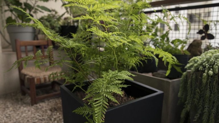 Les fougères en pots ajoutent une texture glorieuse à un patio – Ce sont les 5 meilleurs, disent les experts, parmi les milliers parmi lesquels vous pouvez choisir A fern growing in a black pot in a shady urban balcony garden, along with other foliage plants in containers