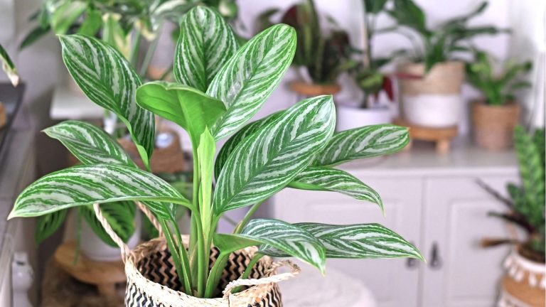 Comment propager une plante à feuilles persistantes chinoise – 2 méthodes simples pour multiplier rapidement cette plante d’intérieur luxuriante Chinese evergreen in wicker planter with other plants in background