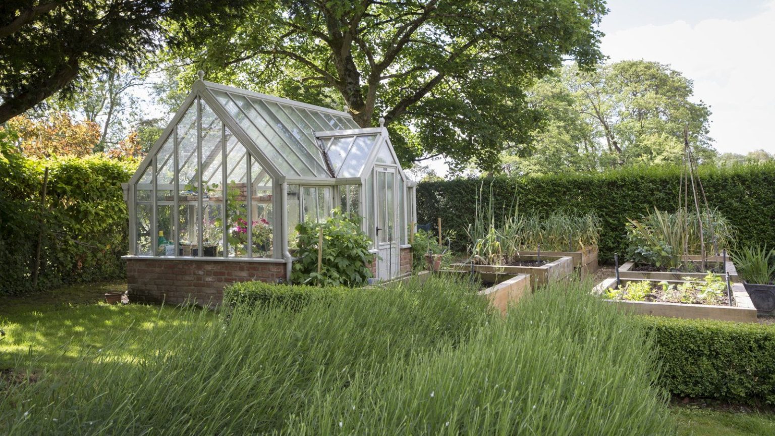 Les températures sont sur le point d’augmenter – Sortez ces 5 cultures de votre serre maintenant pour éviter la montaison A greenhouse stands at the end of a raised bed vegetable garden, surrounded by large hedges
