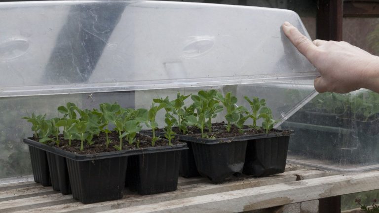 Comment couvrir les graines pour stimuler la germination – et lesquelles ont plutôt besoin de lumière