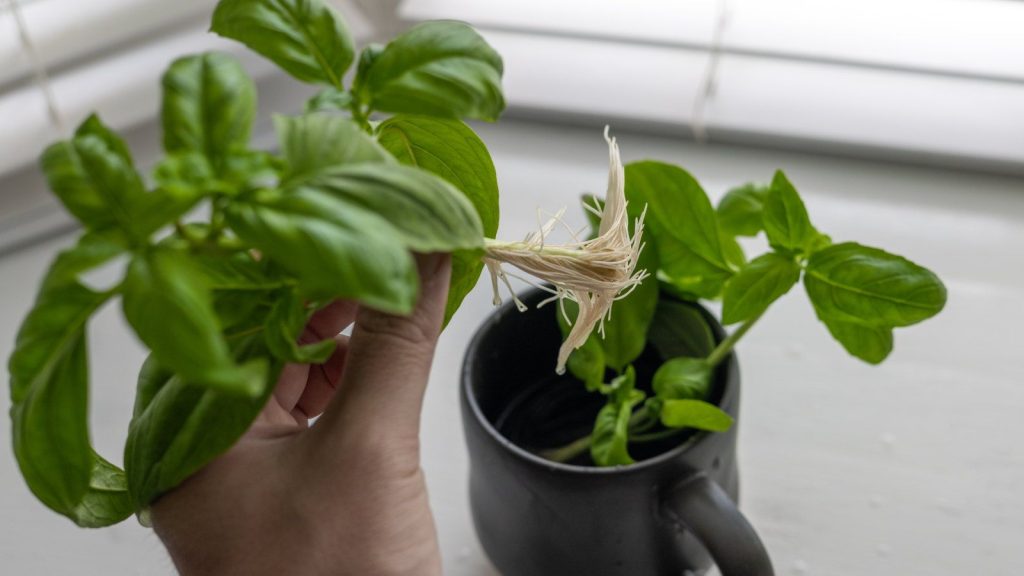 Vous n’avez pas besoin de terre pour faire repousser le basilic acheté en magasin – il suffit de prendre des boutures et d’ajouter de l’eau Basil cuttings with strong roots are lifted from a mug of water, while another set of cuttings remains in the container