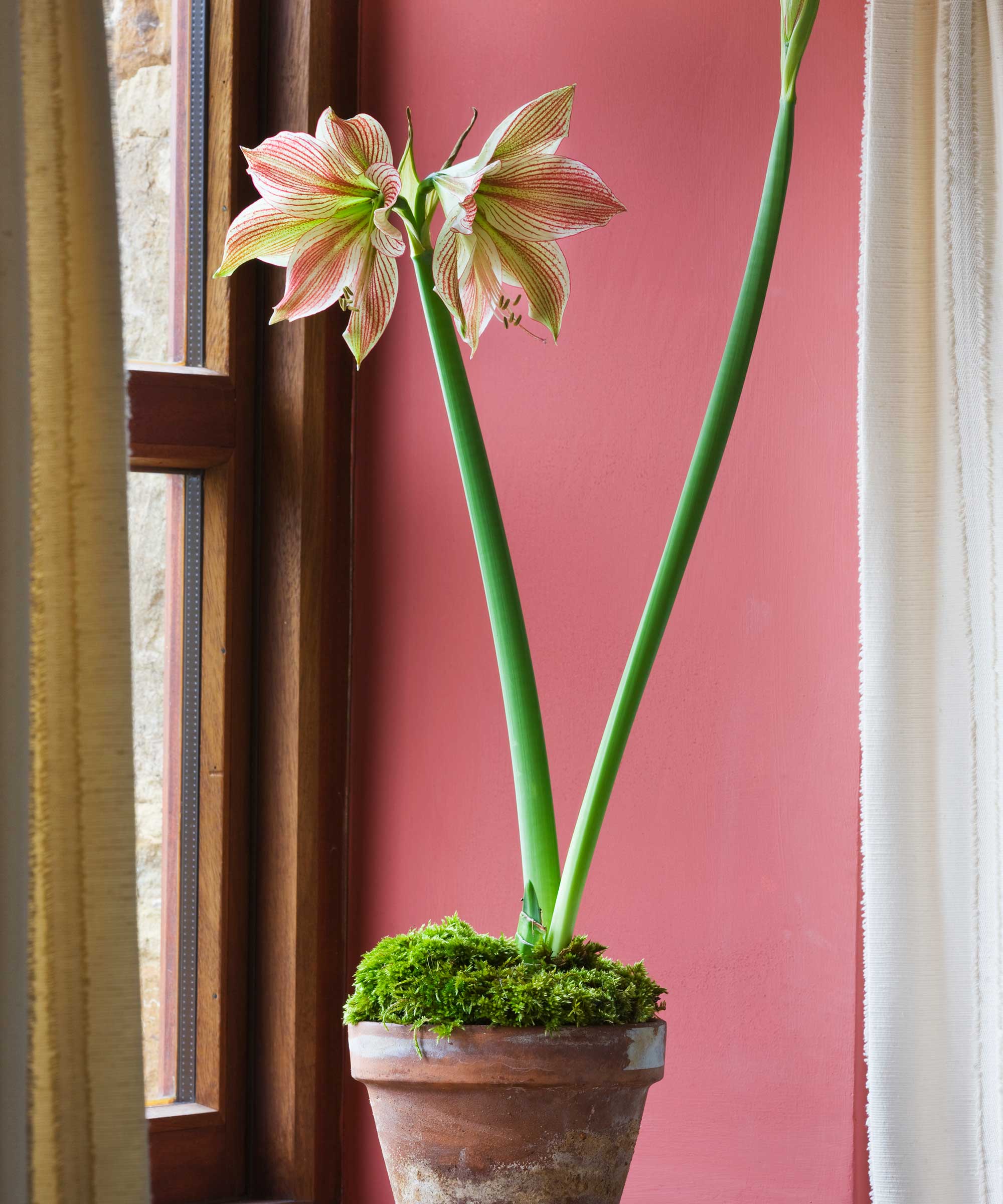 fleur d'amaryllis dans un pot en terre cuite à l'intérieur