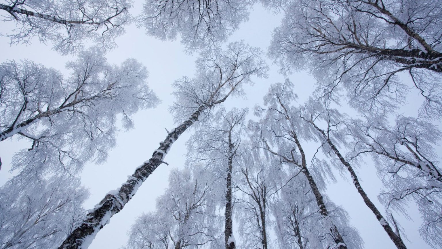 Saviez-vous que les arbres peuvent exploser à cause du froid extrême ? Voici la réalité pour assurer votre sécurité et celle de votre propriété en hiver Silver birch trees are covered in deep frost in winter