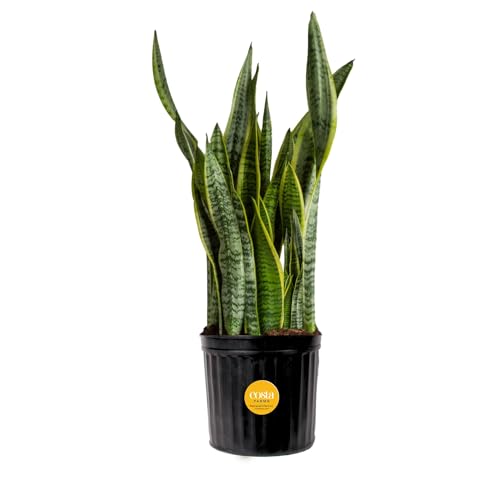 Costa Farms Plante serpent, plante sansevieria vivante d'intérieur et d'extérieur, plante d'intérieur tropicale facile d'entretien en pot dans un pot de pépinière, plante succulente purifiant l'air dans le sol, pendaison de crémaillère, décoration d'intérieur, 2-3 pieds de haut