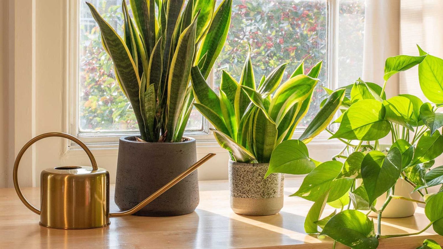 Où placer une plante serpent pour la protection et l’énergie positive, selon les experts du Feng Shui snake plants and pothos on window sill with watering can