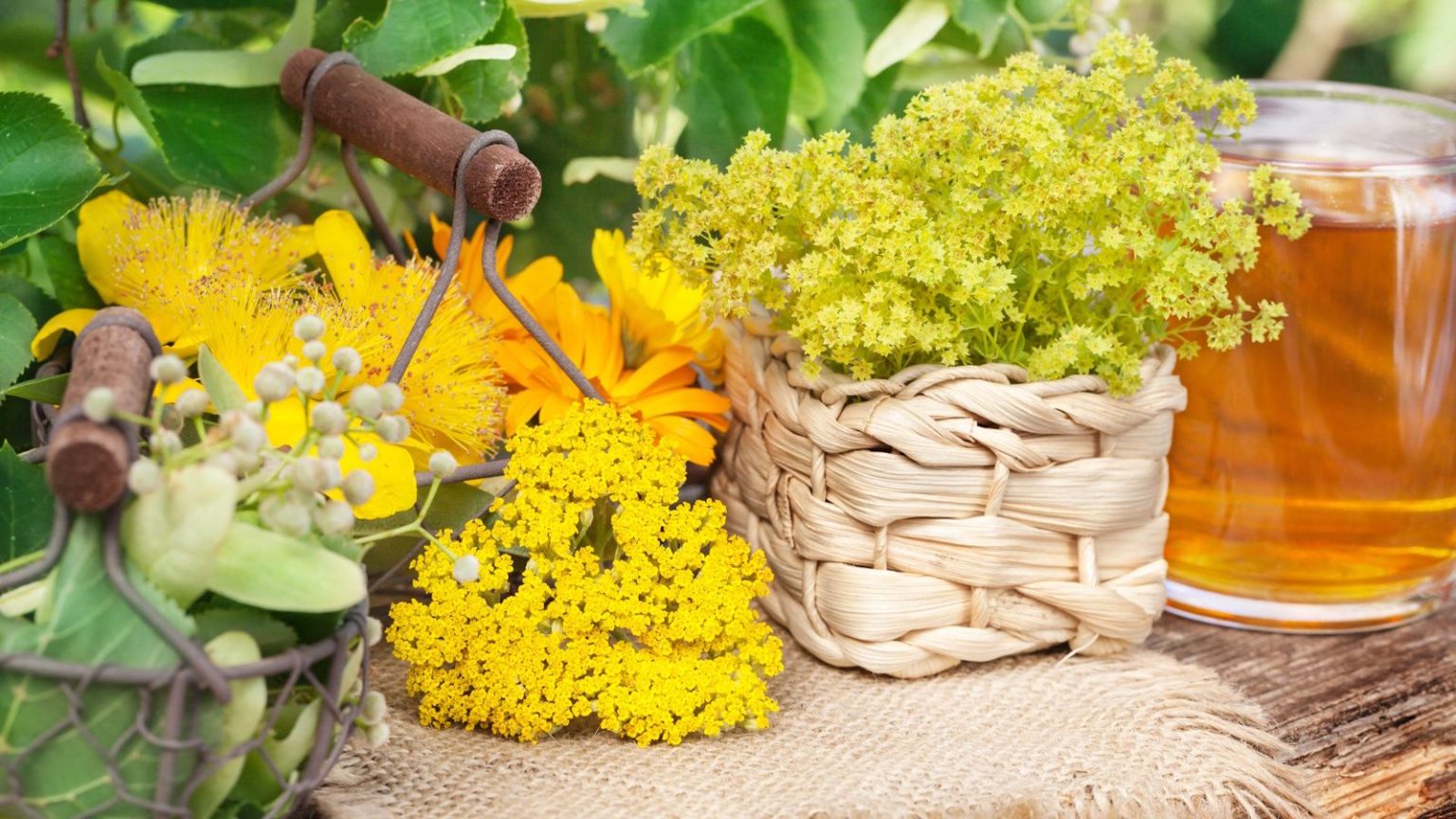 De janvier à décembre, il existe une délicieuse tisane pour chaque mois de naissance – Découvrez la vôtre et comment la cultiver à la maison Medicinal tea plants